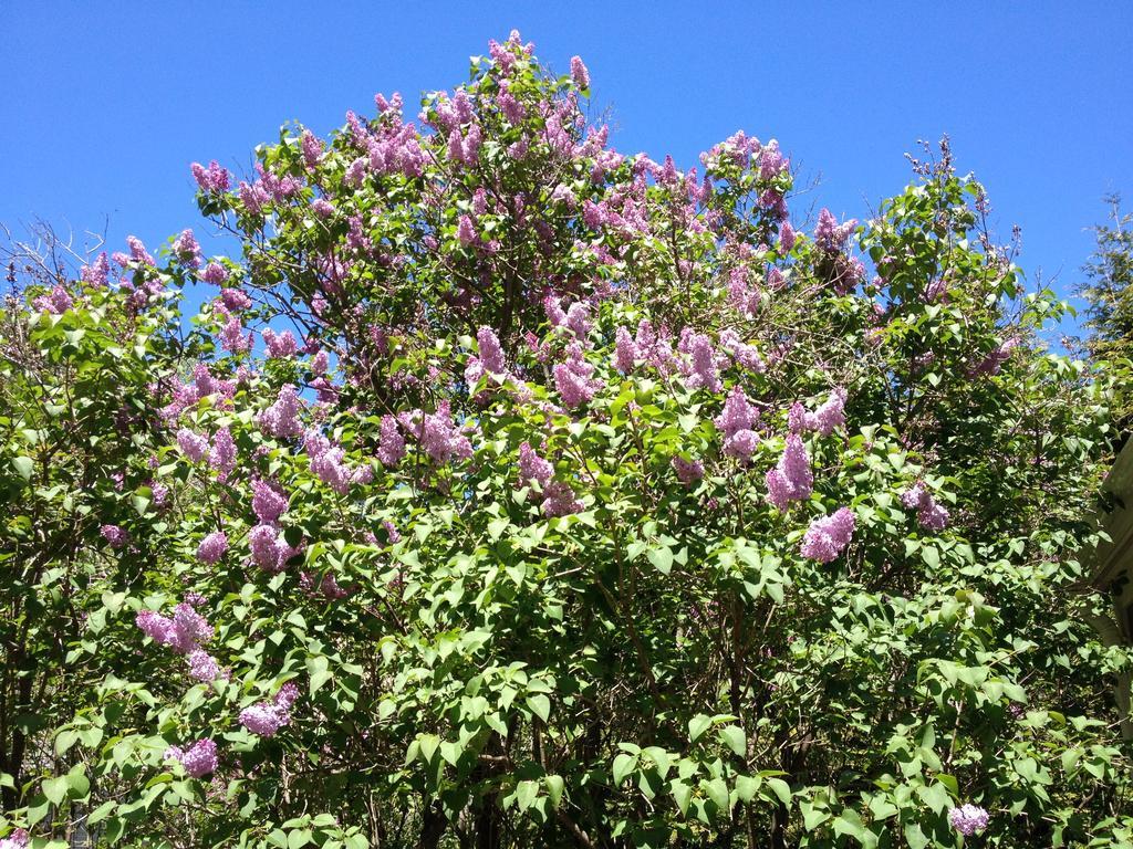 York Harbor Morning Glory Inn מראה חיצוני תמונה